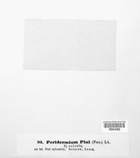 Cronartium pini image